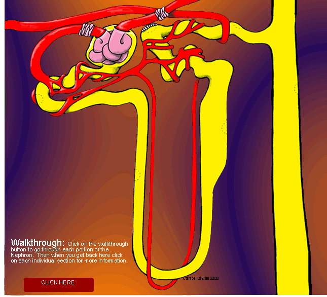 renal physiology feature